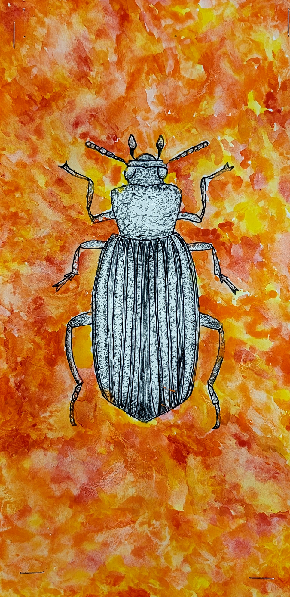 Insects inspired by Albrecht Durer